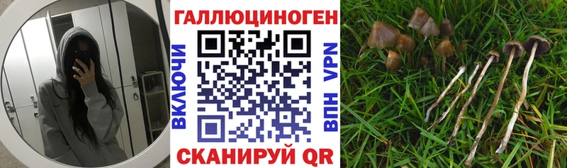 мега зеркало Калининград Псилоцибиновые грибы мицелий