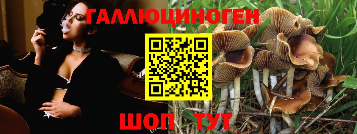 Псилоцибиновые грибы Psilocybine cubensis Калининград